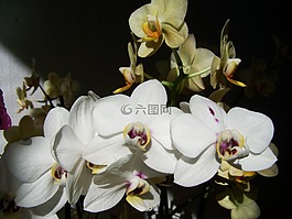 白色蘭花,黃蘭花,機(jī)房設(shè)備廠