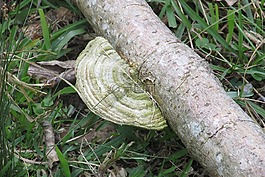 真菌,耳朵的神经,树干