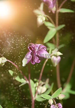 鴿的,花,開花