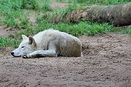狼,捕食,動物世界