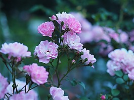 玫瑰,花,白