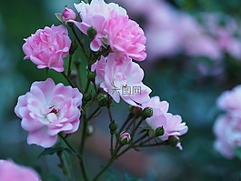 玫瑰,花,白