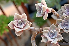 一種肉質(zhì)植物,肉質(zhì) 在這,仙人掌