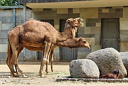 駱駝,動物世界,動物園