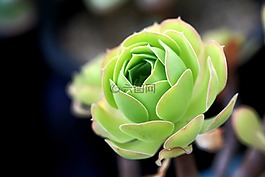 一種肉質(zhì)植物,肉質(zhì) 在這,仙人掌