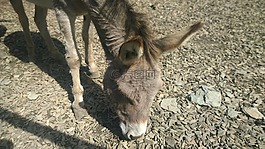 驢,動物,動物園