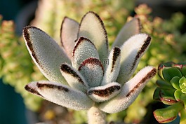 一種肉質(zhì)植物,肉質(zhì) 在這,仙人掌