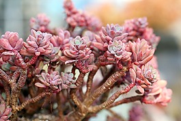 一種肉質(zhì)植物,肉質(zhì) 在這,仙人掌