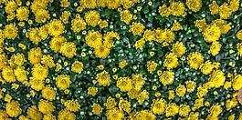 鮮花,大自然,黃色