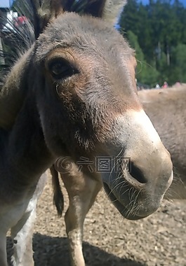 驢,動物,動物園