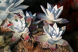 一種肉質(zhì)植物,肉質(zhì) 在這,仙人掌