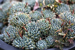 一種肉質(zhì)植物,肉質(zhì) 在這,仙人掌