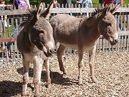 驢,動物,動物園