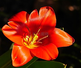 侏儒郁金香,開花,日的太陽