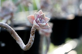 一種肉質(zhì)植物,肉質(zhì) 在這,仙人掌