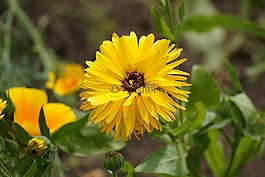 花,黃色,自然