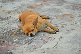 狗,睡眠,動(dòng)物