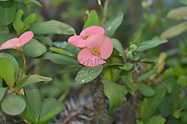 鮮花,觀賞植物,芽