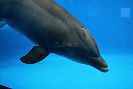 海豚,水,魚(yú)