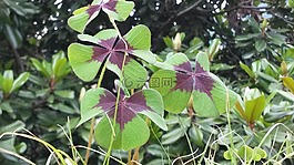 四葉三葉草,運(yùn)氣,綠色