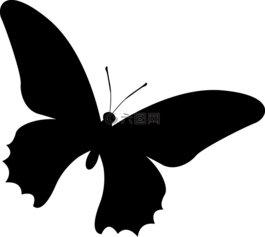 側(cè)影,蝴蝶,昆蟲