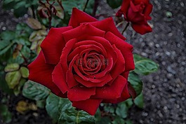 玫瑰,紅色,花