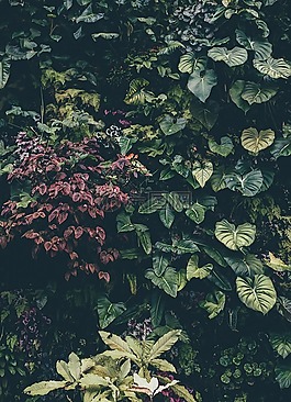 植物,顏色,裝修