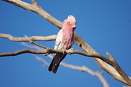 澳大利亞,galah,鳥
