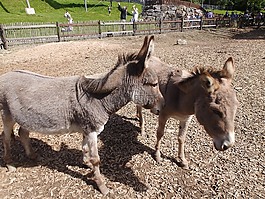 驢,動物,動物園