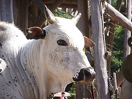 牛,動物,動物園