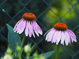 松果菊,花,花園