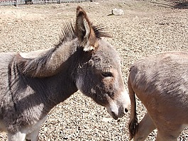 驢,動物,動物園