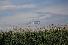 湖濱區(qū),蘆葦,下午