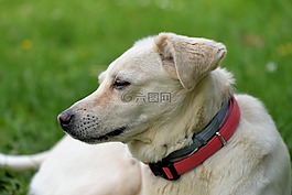 動物肖像,狗,注意