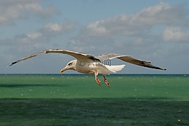 海,地平線,海鳥