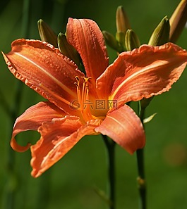 百合,橙,宏