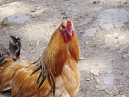 雞,動物,動物園