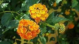 cariaquillo,鮮花,熱帶