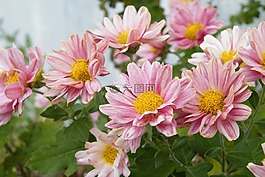 鮮花,春天的花朵,植物