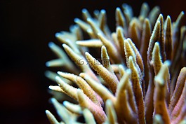 珊瑚,礁,海