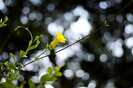 美麗,美麗的花朵,散景