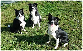 狗,canino,動物