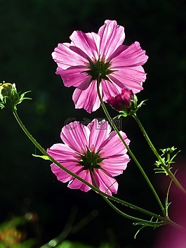 花,木材,粉色