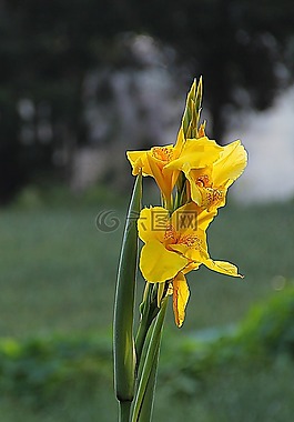 鳶尾花,花,野花