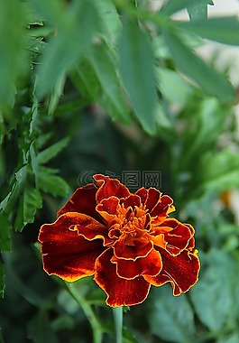 花,野花,開(kāi)花