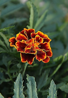 花,野花,開(kāi)花