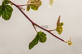 枝杈,葉,秋天的樹葉