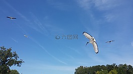 鹮,鸟,动物园