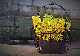 loosestrife,goldfelberich,花束