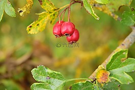 rowanberries,红色,浆果